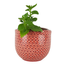 Cargar imagen en el visor de la galería, Maceta capulineada mediana, para interiores o exteriores