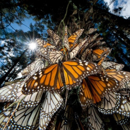 Fotografía de Joël Sartore. Imagen de mariposa monarca posada en oyamel.en O