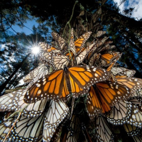 La mariposa monarca, datos importantes más allá de su migración