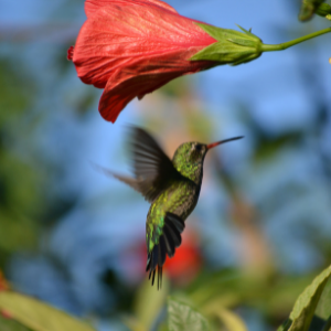 ¿Cuál es el significado del colibrí? Estas son algunas leyendas