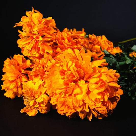 Cempasúchil, qué hacer con las flores después del día de muertos