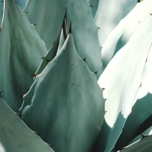 ¿Qué son los agaves silvestres y cuáles son de Oaxaca?