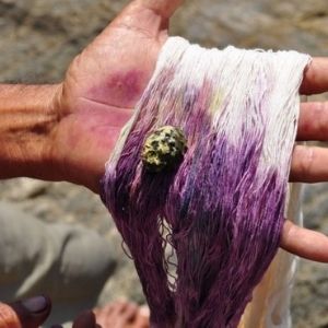 ¿Qué es el caracol púrpura pansa y cómo se utiliza?